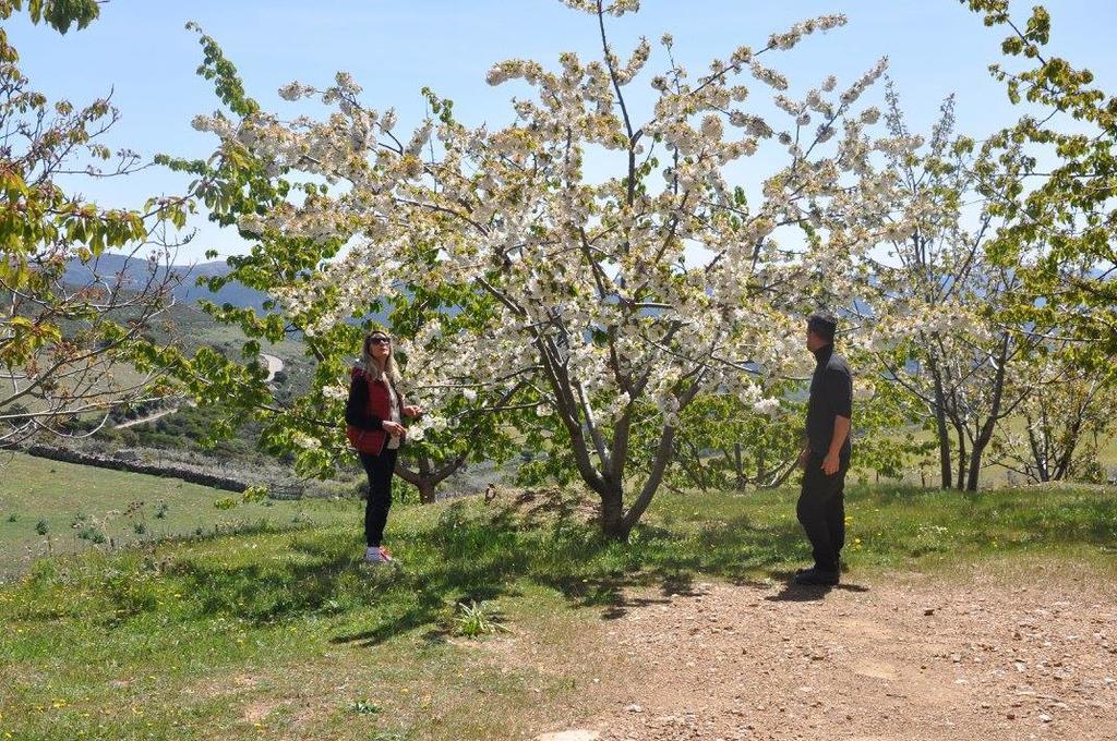 Agriturismo S'Armidda Seùlo Buitenkant foto